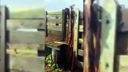 Download Video: Vídeo: Raio mata pecuarista e várias cabeças de gado em Loanda