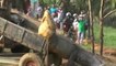Viral giant croc video taken in Sri Lanka