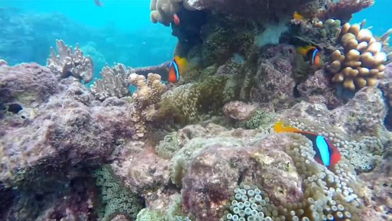 Red Sea's coral reef could be key in saving dying reefs