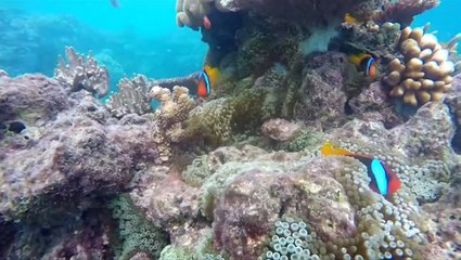 Download Video: Red Sea's coral reef could be key in saving dying reefs