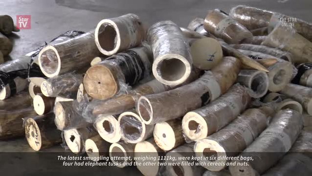Ivory smuggling crippled