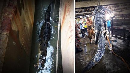 Croc stuck in big drain dies