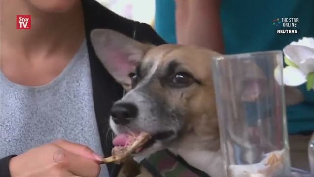 Catering to canines on National Dog Day