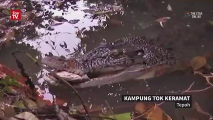 Download Video: Crocodile attracts visitors around Terengganu