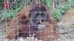 ‘Save The Orangutans, We Care, We Love, We Conserve!’