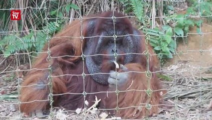 ‘Save The Orangutans, We Care, We Love, We Conserve!’