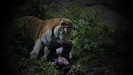 Siberian tiger attacks zookeeper in Russia