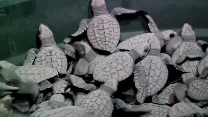 Philippine sanctuary battles against odds to save sea turtles