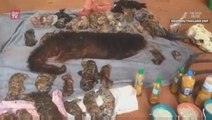 Dead tiger cubs found in Thailand's Tiger Temple