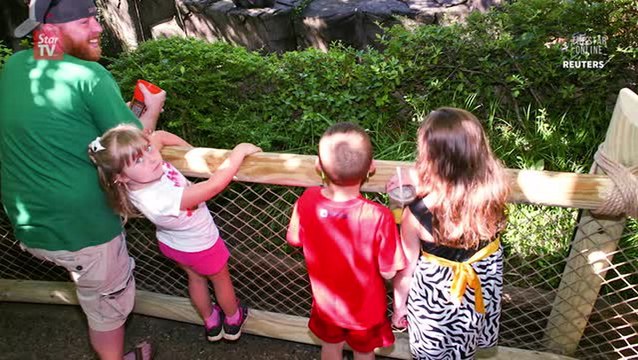 Cincinnati Zoo reopens gorilla enclosure with new barrier