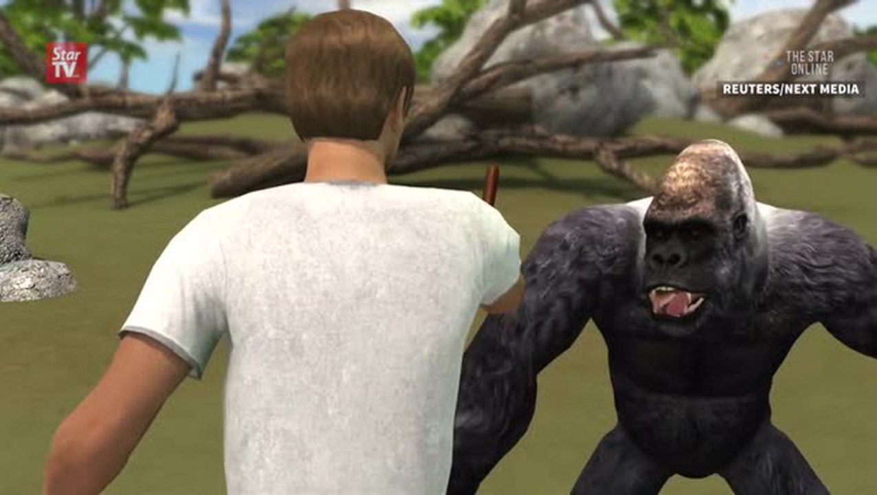 Before Harambe shooting, gorillas had a history of protecting children from harm