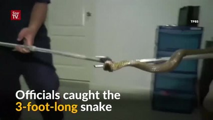 Cobra 'peek-a-boo' in Thai toilet