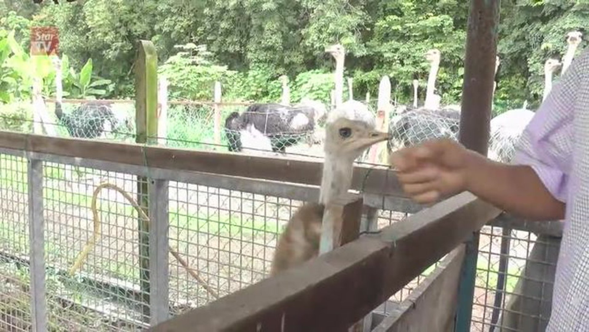 Up, close and personal with Chickaboo, the runaway ostrich