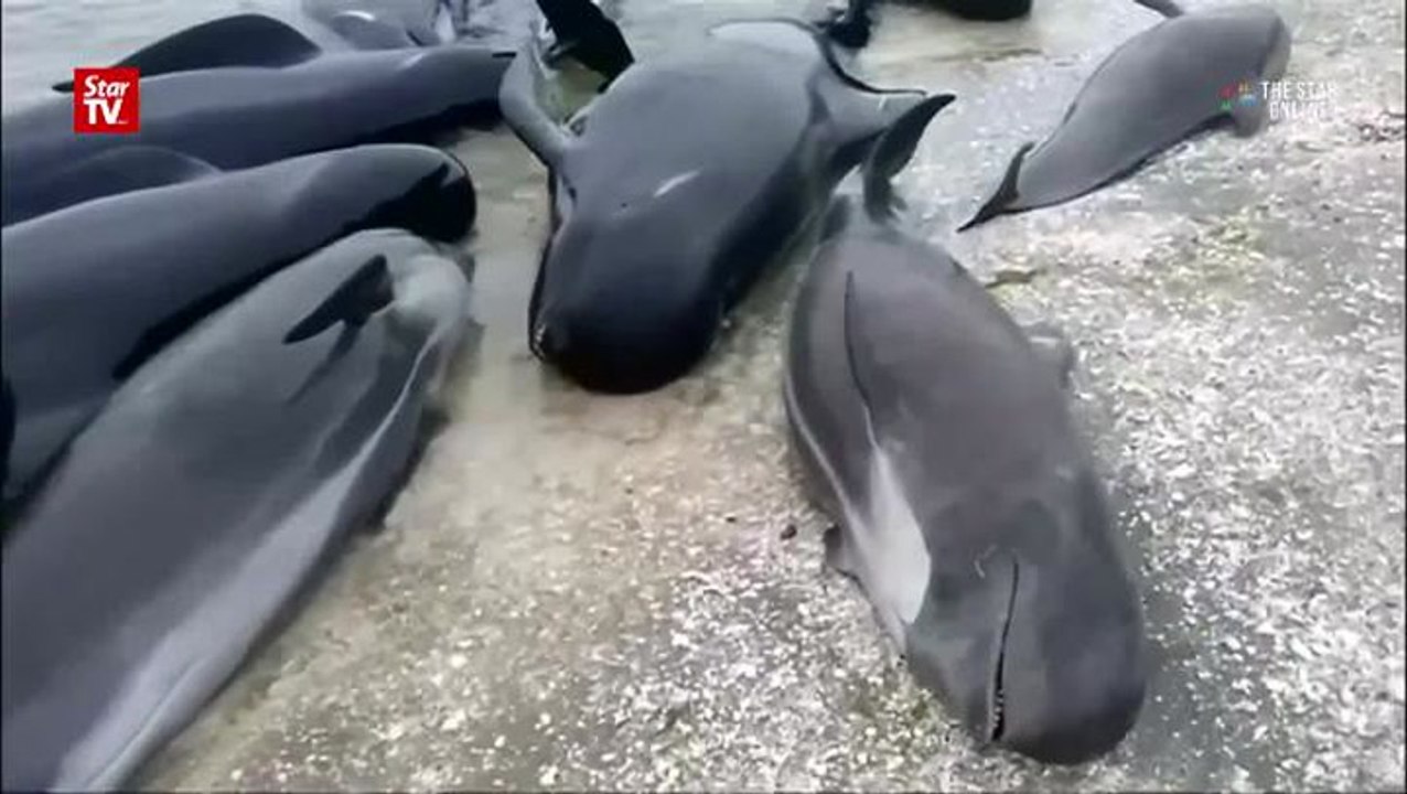 Rescuers race to save stranded whales in New Zealand