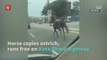 Runaway horse spotted on highway in Kelantan