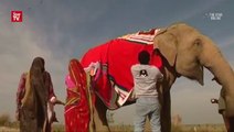 Elephants get jumbo jumpers to stay warm