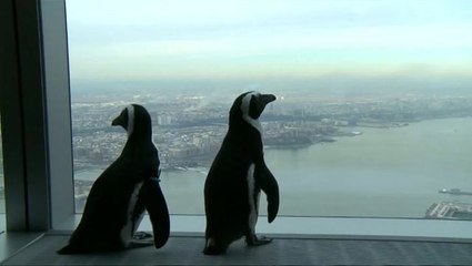 Penguins visit New York's World Trade Center