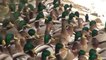 Thousands of ducks take up residence in Russia's St Petersburg