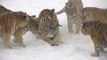 Chubby Siberian tigers hunt electronic bird of prey