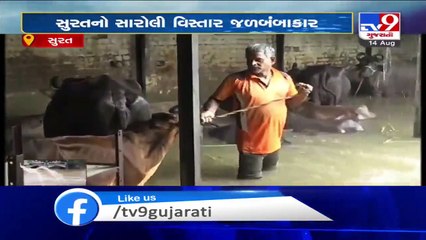 Heavy rain in Surat - Animal shelters waterlogged in Saroli - Tv9GujaratiNews