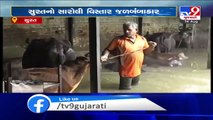 Heavy rain in Surat - Animal shelters waterlogged in Saroli - Tv9GujaratiNews