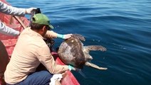 Hundreds of turtles show up dead off the coast of El Salvador