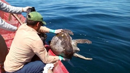 Hundreds of turtles show up dead off the coast of El Salvador