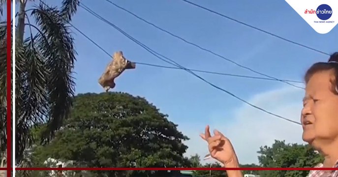 เอาไว้ทำไม?? ท่อนไม้ลอยฟ้า