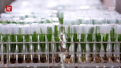 FGV can now go back to focusing on palm oil industry