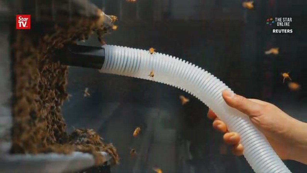 Honey bees take over Times Square