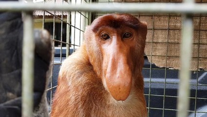 Injured Proboscis monkey rescued in Sarawak