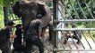 Less than half of 20 elephants captured after rampage