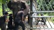 Less than half of 20 elephants captured after rampage