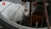 Retiree goes on Tokyo road trip with 10 Persian cats