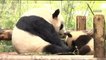 Two giant panda cubs make debut at Shanghai park