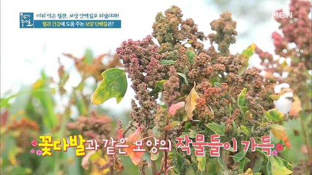 혈관 건강에 도움 주는 식물성 보양 단백질