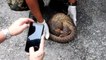 Aksem foils attempt by a Malaysian to smuggle pangolins out of the country