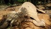 Pgymy elephant in Sabah dies of gunshot wounds