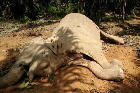 Pgymy elephant in Sabah dies of gunshot wounds