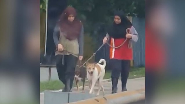 PAWS: Malay girls are first year veterinary students