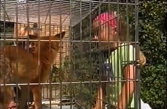 Neighbours Episode 4036