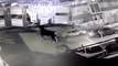 Pet dog chases away five would-be robbers