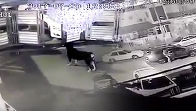 Pet dog chases away five would-be robbers