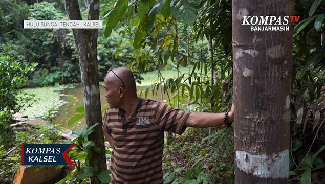Sang Pelindung Pegunungan Meratus, Kodim Tanam Puluhan Ribu Pohon