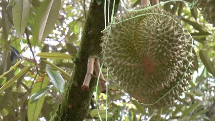 Growing demand for durian in China