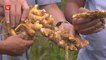 Government plans to improve local ginger production in Bukit Tinggi