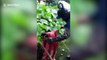 Indian official rescues fruit bat entangled in kite string on a mango tree
