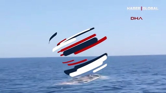 Finike Körfezi'nde ölü balina görüntülendi