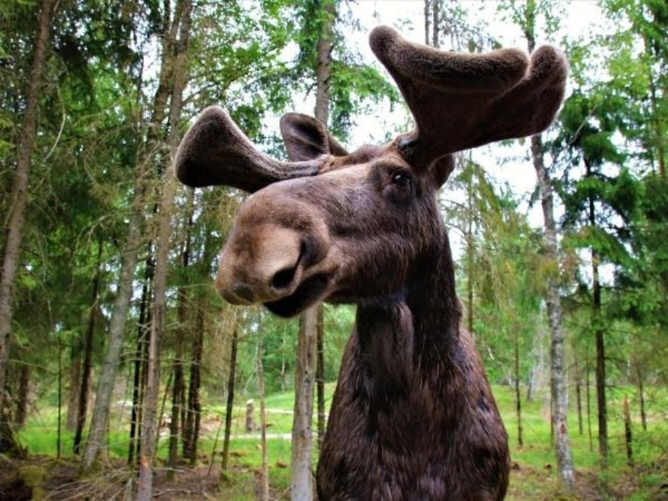 Please Do Not Feed Pizza to a Moose, Advises Park Ranger