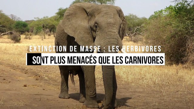Extinction de masse : les herbivores sont plus menacés que les carnivores